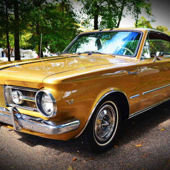 barracuda