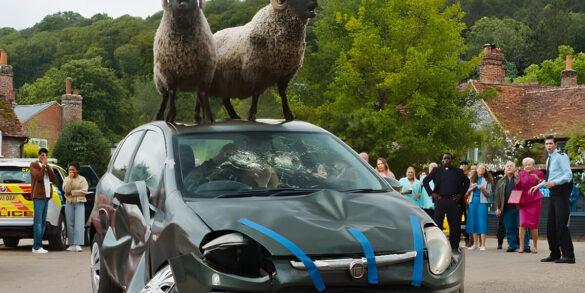 sheep