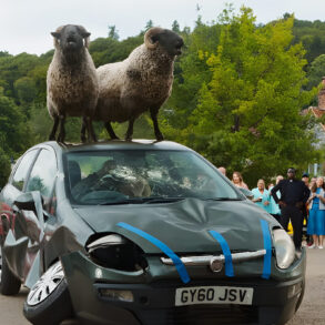 sheep