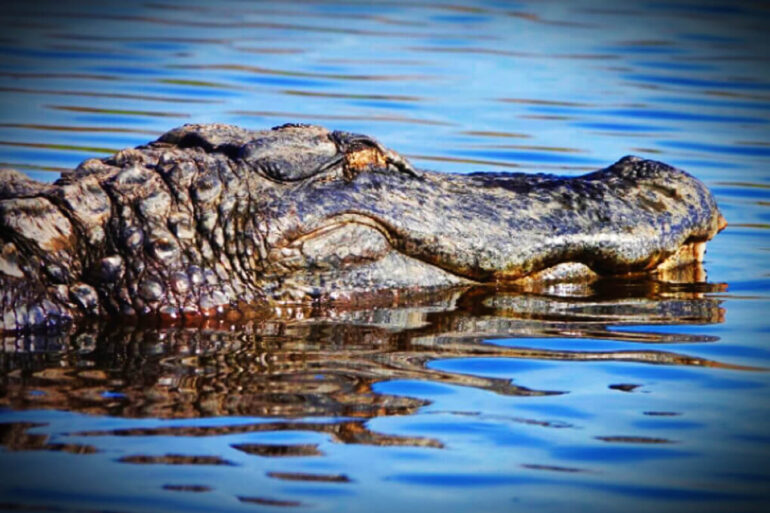 Hudson something of a croc