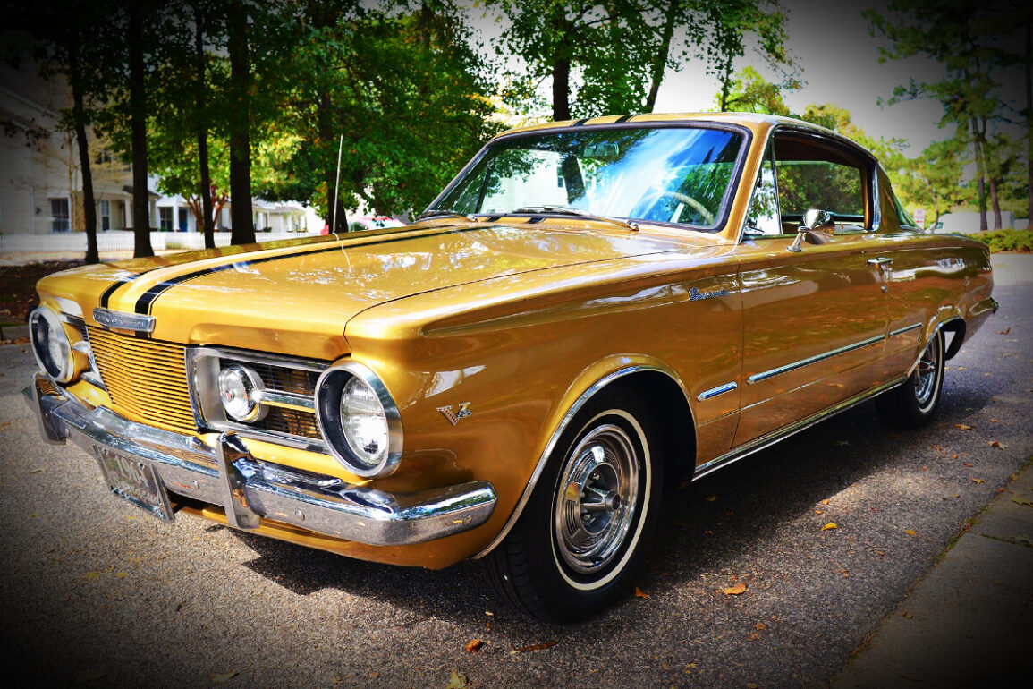 barracuda